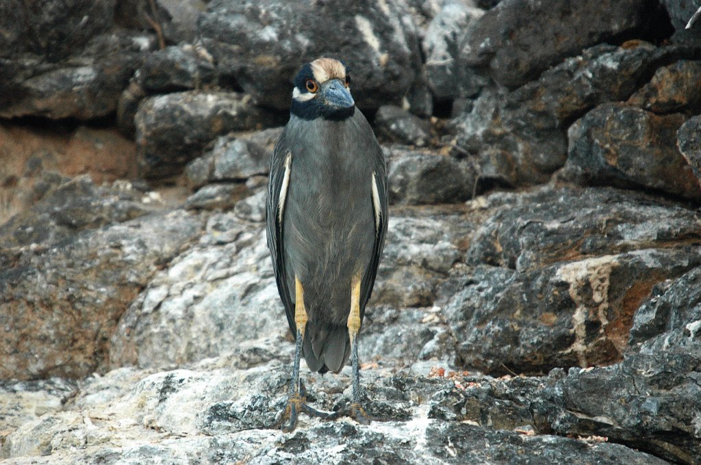 Heron, Yellow-crowned Night, 2004-10314216.JPG - Yellow-crowned Night Heron